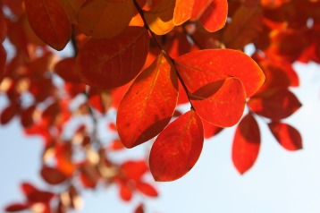 Autumn leaves through the sun